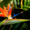 Bird Of Paradise Flowers