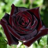 Black Baccara Designs